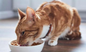 猫咪吃得很多但很瘦怎么回事