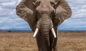 大象的祖先有多可怕