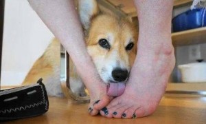 狗为什么喜欢舔主人的手脚