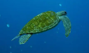 淡化绿海龟能活多久啊