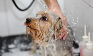 狗狗几天洗澡一次比较好