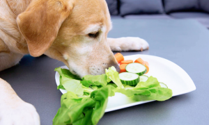 狗狗为什么只吃蔬菜