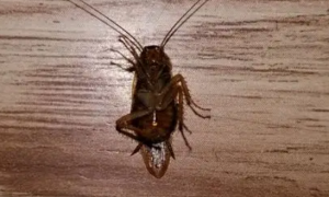 蟑螂为什么半夜会在人身上爬