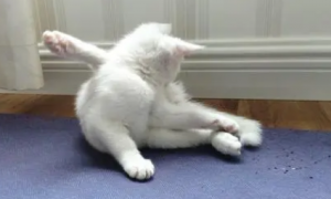 为什么猫咪频繁甩手动脚