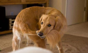 为什么狗狗有时咬自己尾巴