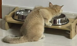 猫咪拉软便两周了可以用益生菌改善吗？