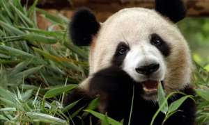 国宝大熊猫的食物有哪些