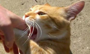 为什么小猫咪喜欢咬