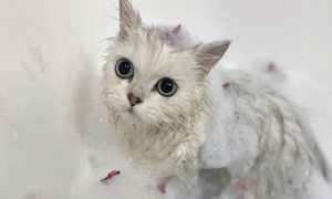 宠物店怎么给猫咪洗澡的