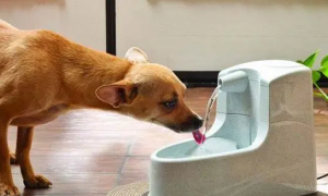 狗喝太多水会怎么样啊