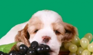 小狗可以吃葡萄吗为什么呢