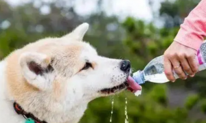 狗狗喝水为什么拉稀了