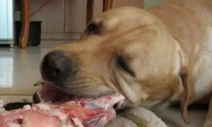 狗吃猪肉会怎么样啊