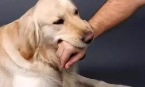 小狗狗总是舔你为什么咬你的手