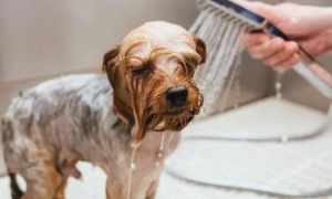 给狗狗洗澡应该注意什么