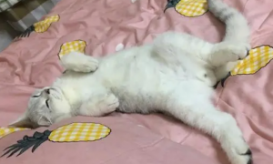 猫咪健康状态下的睡姿是怎样的呢