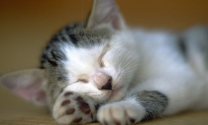 猫咪睡觉姿势的含义