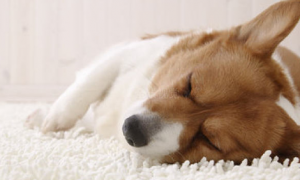 狗狗睡眠时间多久正常