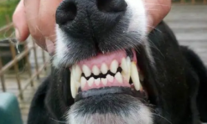 狗狗的牙为什么松软了