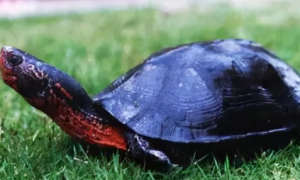 黑颈龟的鉴别方法