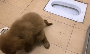 金毛幼犬如何训练排便能力