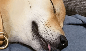 狗狗为什么睡觉伸小舌头