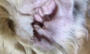 狗耳朵流脓很臭怎么治疗