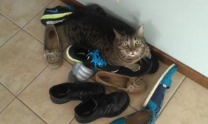 猫咪为什么爱主人的鞋子