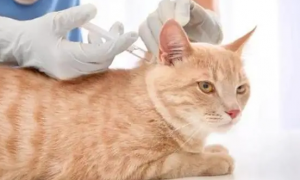 猫咪半年打了2次狂犬疫苗有影响吗