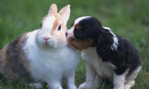 狗和兔子能用一个碗吗