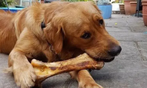 狗狗为什么不能吃骨头呢