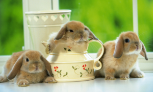 小兔多大可以断奶？