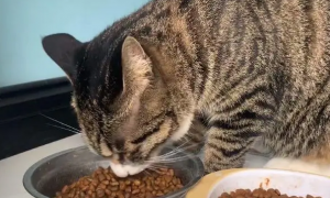 狸花猫吃饭和吃猫粮有什么区别呢