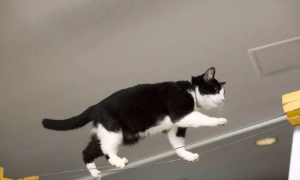 猫为什么喜欢往高的地方爬