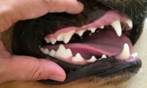 狗狗牙齿判断年龄