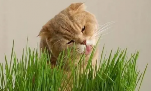 猫草怎么喂猫