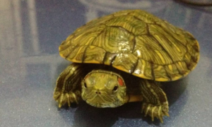 巴西龟是国家二级保护动物吗