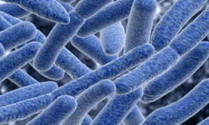 硝化细菌是固氮菌吗