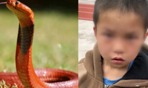 小孩哥抓蛇带到学校当宠物，称蛇的牙齿是自己撬开嘴拔掉的