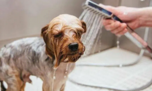 狗狗洗澡多少钱