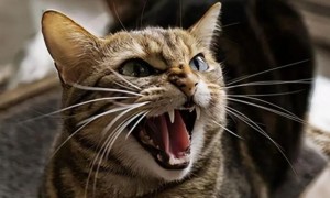 猫咪为什么发出低吼声呢怎么回事