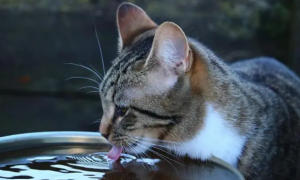 猫喝水碗的高度多少比较好