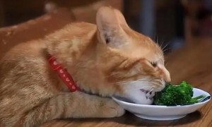 为什么猫咪晚上爱吃东西呢
