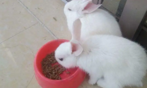 兔子能不能只吃兔粮