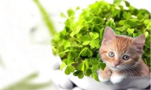养猫不能养的植物和花
