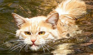 是不是每个猫咪都会游泳