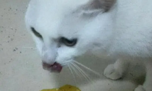 猫吐黄水带沫是怎么回事
