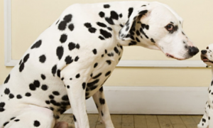 斑点狗属于什么犬种