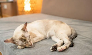 为什么猫咪喜欢睡在窝外睡