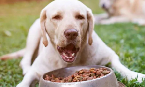 5公斤狗吃多少木糖醇致命